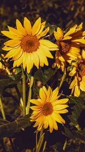 Preview wallpaper sunflower, flowers, summer, yellow