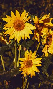 Preview wallpaper sunflower, flowers, summer, yellow