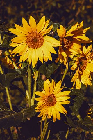 320x480 Wallpaper sunflower, flowers, summer, yellow