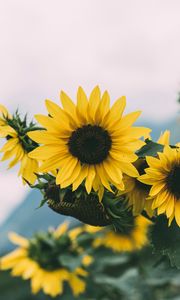 Preview wallpaper sunflower, flowers, yellow, bloom, plant