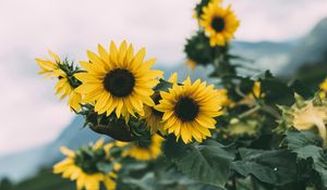 Preview wallpaper sunflower, flowers, yellow, bloom, plant