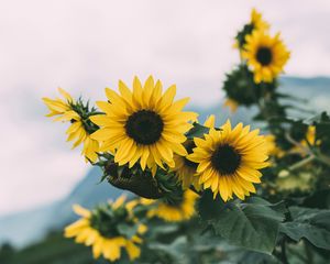 Preview wallpaper sunflower, flowers, yellow, bloom, plant