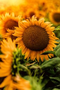 Preview wallpaper sunflower, flowers, yellow, petals