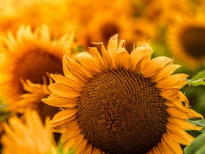 Preview wallpaper sunflower, flowers, yellow, petals