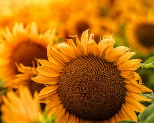 Preview wallpaper sunflower, flowers, yellow, petals