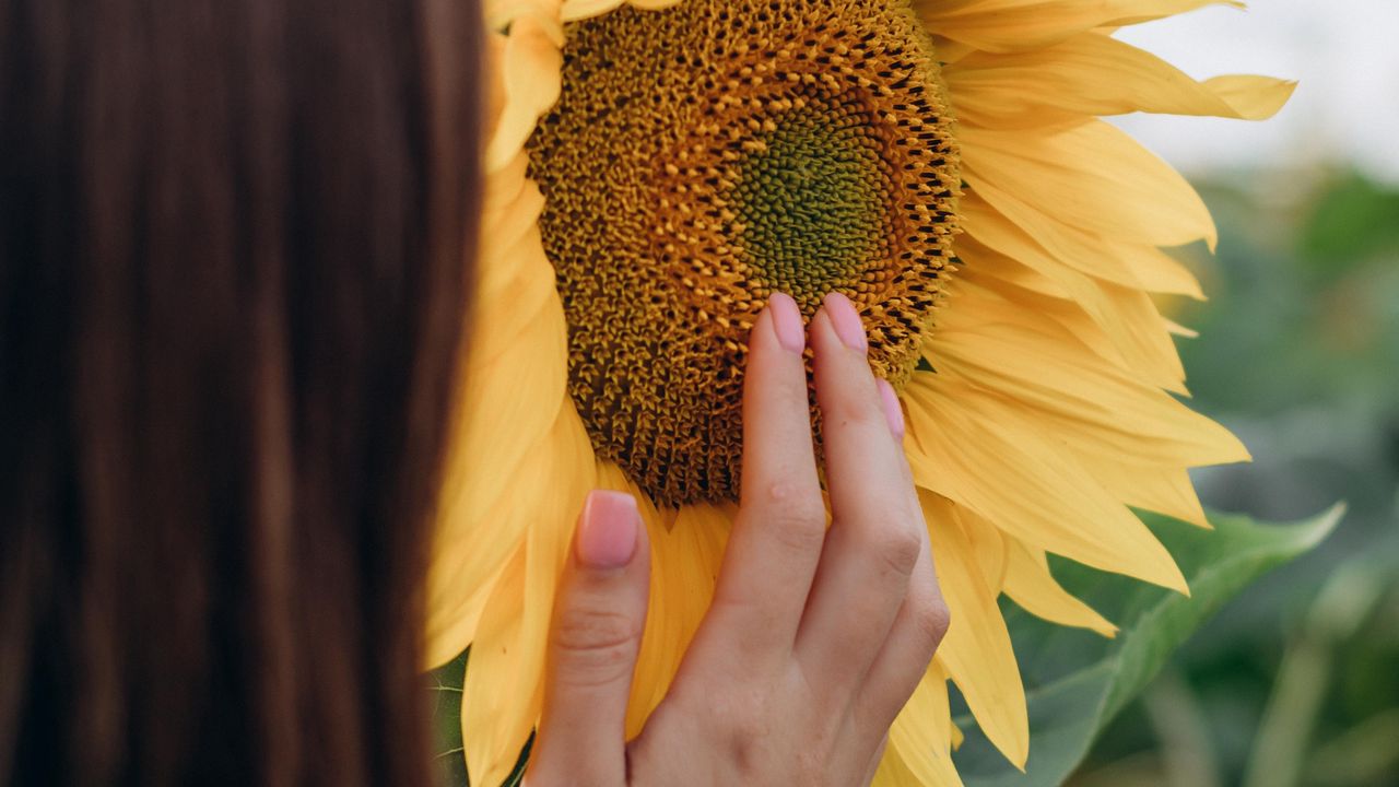 Wallpaper sunflower, hand, flower, girl