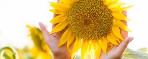 Preview wallpaper sunflower, hands, yellow, flower, petals