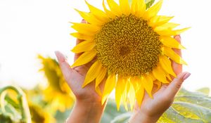 Preview wallpaper sunflower, hands, yellow, flower, petals