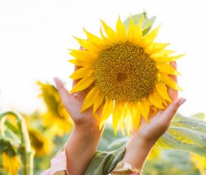 Preview wallpaper sunflower, hands, yellow, flower, petals