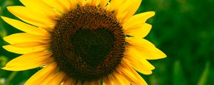 Preview wallpaper sunflower, heart, bloom, flower