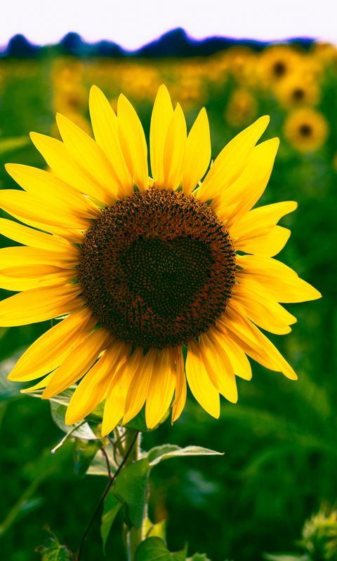 480x800 Wallpaper sunflower, heart, bloom, flower