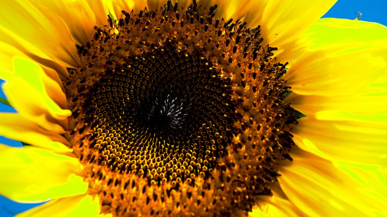Wallpaper sunflower, macro, flower, pollen