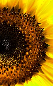 Preview wallpaper sunflower, macro, flower, pollen