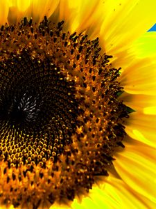 Preview wallpaper sunflower, macro, flower, pollen