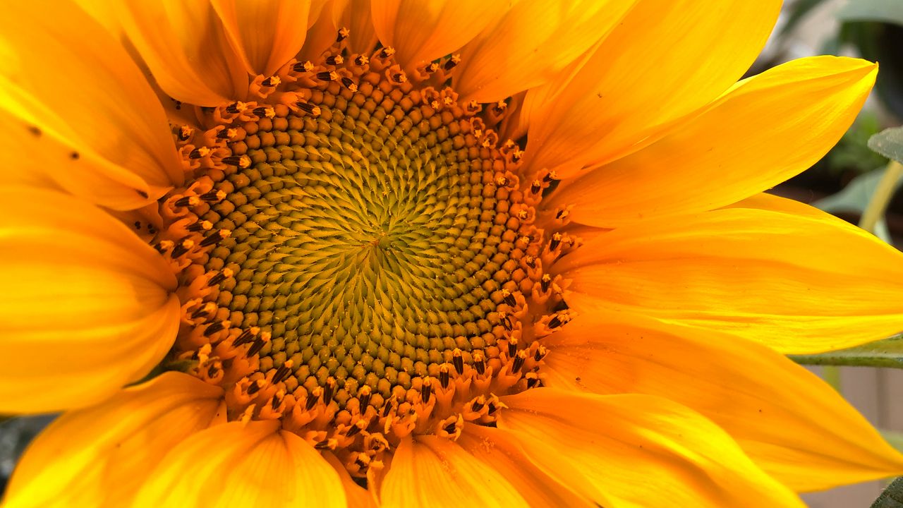 Wallpaper sunflower, macro, flower, petals, yellow, summer