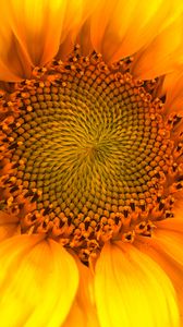 Preview wallpaper sunflower, macro, flower, petals, yellow, summer