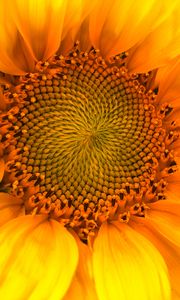 Preview wallpaper sunflower, macro, flower, petals, yellow, summer