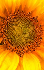 Preview wallpaper sunflower, macro, flower, petals, yellow, summer