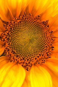 Preview wallpaper sunflower, macro, flower, petals, yellow, summer