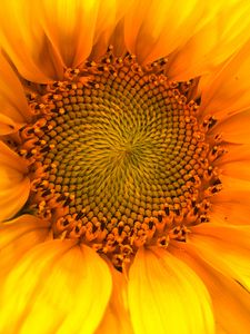 Preview wallpaper sunflower, macro, flower, petals, yellow, summer