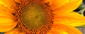 Preview wallpaper sunflower, macro, flower, petals, yellow, summer