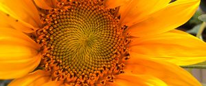 Preview wallpaper sunflower, macro, flower, petals, yellow, summer