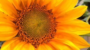 Preview wallpaper sunflower, macro, flower, petals, yellow, summer