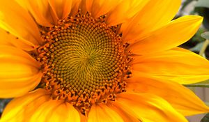 Preview wallpaper sunflower, macro, flower, petals, yellow, summer