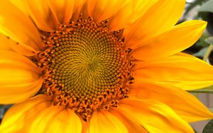 Preview wallpaper sunflower, macro, flower, petals, yellow, summer