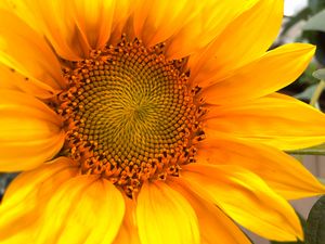 Preview wallpaper sunflower, macro, flower, petals, yellow, summer