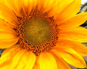 Preview wallpaper sunflower, macro, flower, petals, yellow, summer