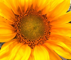 Preview wallpaper sunflower, macro, flower, petals, yellow, summer