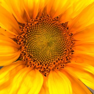 Preview wallpaper sunflower, macro, flower, petals, yellow, summer