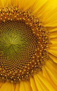 Preview wallpaper sunflower, macro, flower, petals, yellow