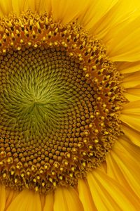 Preview wallpaper sunflower, macro, flower, petals, yellow