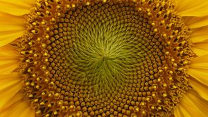 Preview wallpaper sunflower, macro, flower, petals, yellow