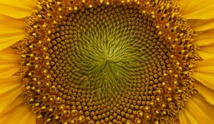 Preview wallpaper sunflower, macro, flower, petals, yellow