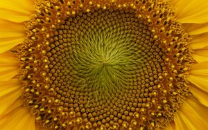 Preview wallpaper sunflower, macro, flower, petals, yellow