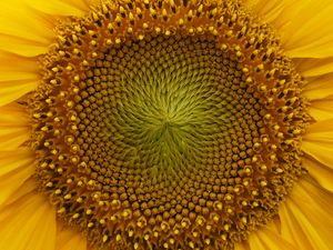Preview wallpaper sunflower, macro, flower, petals, yellow