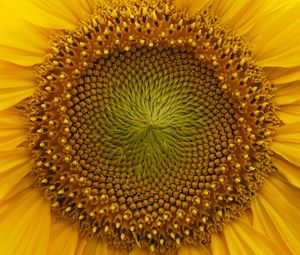 Preview wallpaper sunflower, macro, flower, petals, yellow