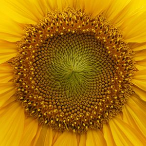 Preview wallpaper sunflower, macro, flower, petals, yellow