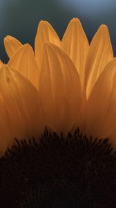 Preview wallpaper sunflower, macro, petals, flower