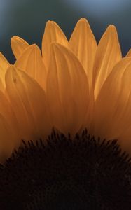 Preview wallpaper sunflower, macro, petals, flower