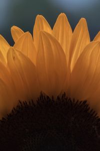 Preview wallpaper sunflower, macro, petals, flower