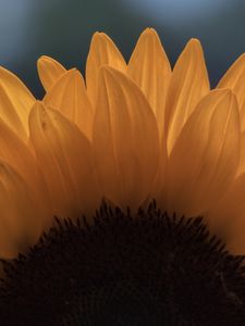 Preview wallpaper sunflower, macro, petals, flower