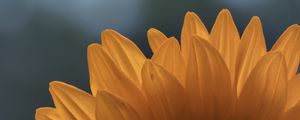 Preview wallpaper sunflower, macro, petals, flower