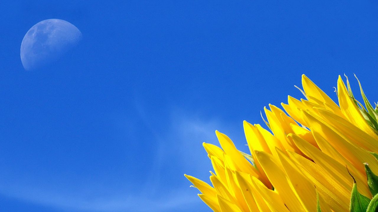 Wallpaper sunflower, moon, sky