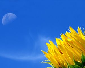 Preview wallpaper sunflower, moon, sky