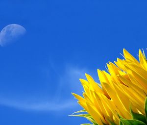Preview wallpaper sunflower, moon, sky