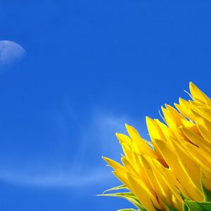 Preview wallpaper sunflower, moon, sky